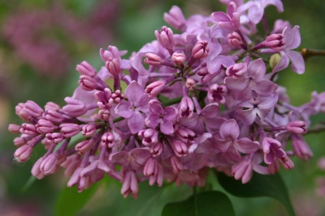 Lilac Olympiad Kolesnikova: photo, description of the best varieties