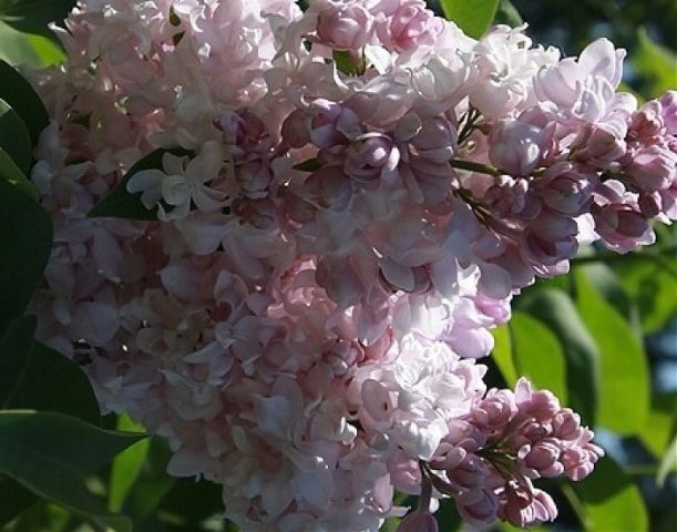 Lilac Olympiad Kolesnikova: photo, description of the best varieties