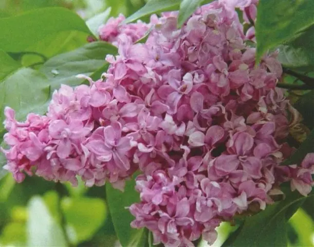 Lilac Olympiad Kolesnikova: photo, description of the best varieties