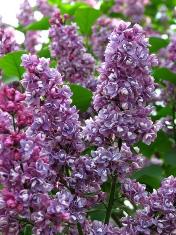 Lilac Olympiad Kolesnikova: photo, description of the best varieties