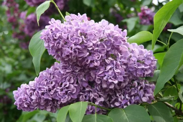 Lilac Olympiad Kolesnikova: photo, description of the best varieties