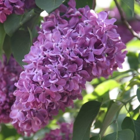 Lilac Olympiad Kolesnikova: photo, description of the best varieties