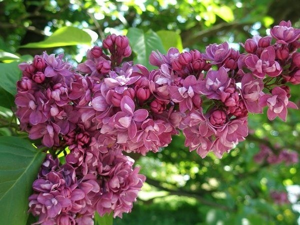 Lilac Olympiad Kolesnikova: photo, description of the best varieties