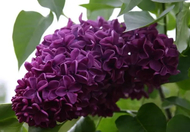 Lilac Olympiad Kolesnikova: photo, description of the best varieties