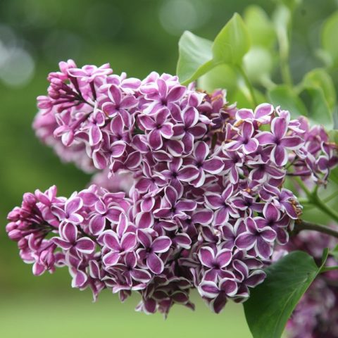 Lilac Olympiad Kolesnikova: photo, description of the best varieties