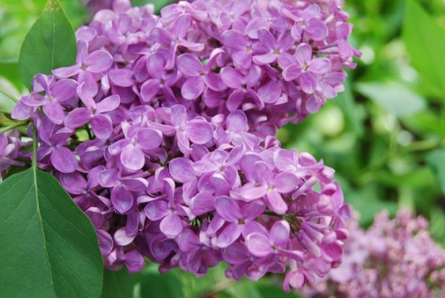 Lilac Olympiad Kolesnikova: photo, description of the best varieties