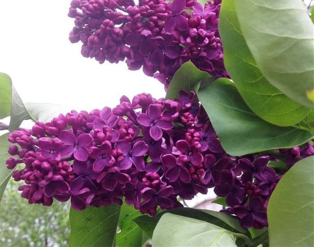 Lilac Olympiad Kolesnikova: photo, description of the best varieties