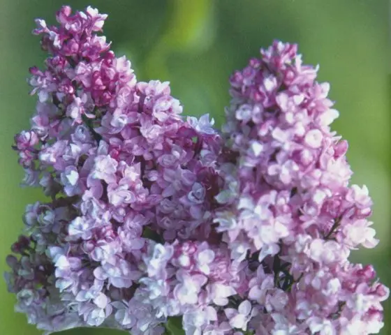 Lilac Olympiad Kolesnikova: photo, description of the best varieties