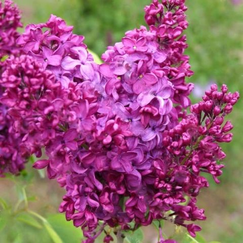 Lilac Olympiad Kolesnikova: photo, description of the best varieties