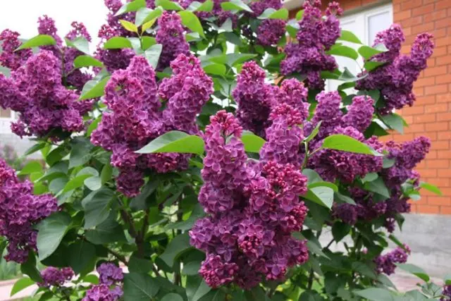 Lilac Olympiad Kolesnikova: photo, description of the best varieties