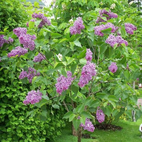 Lilac Sensation: planting and care