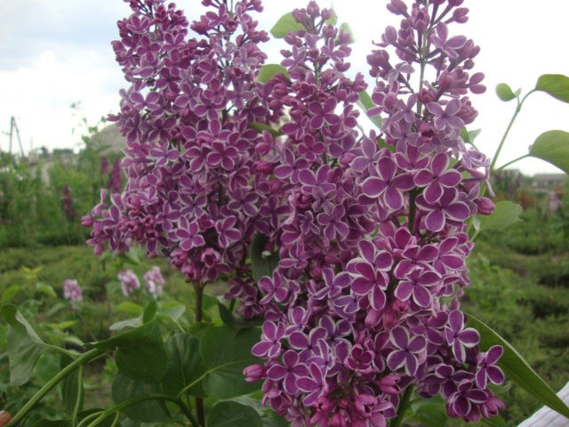 Lilac Sensation: planting and care