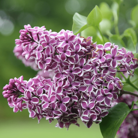 Lilac Sensation: planting and care