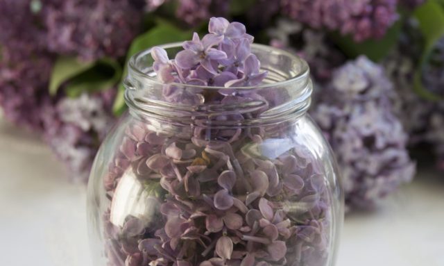 Lilac tincture on vodka, on alcohol: use in folk medicine for treatment, reviews