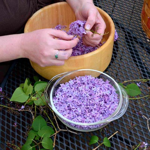 Lilac tincture on vodka, on alcohol: use in folk medicine for treatment, reviews