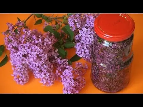 Lilac tincture on vodka, on alcohol: use in folk medicine for treatment, reviews