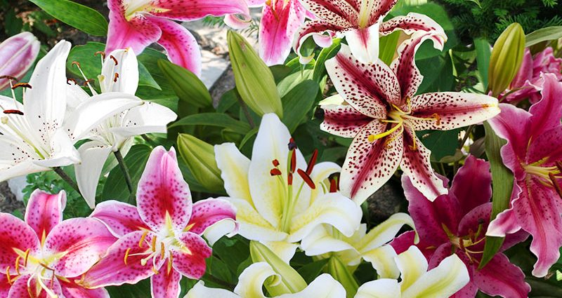 Lilies &#8211; growing secrets for beginners &#8211; plodovie.ru