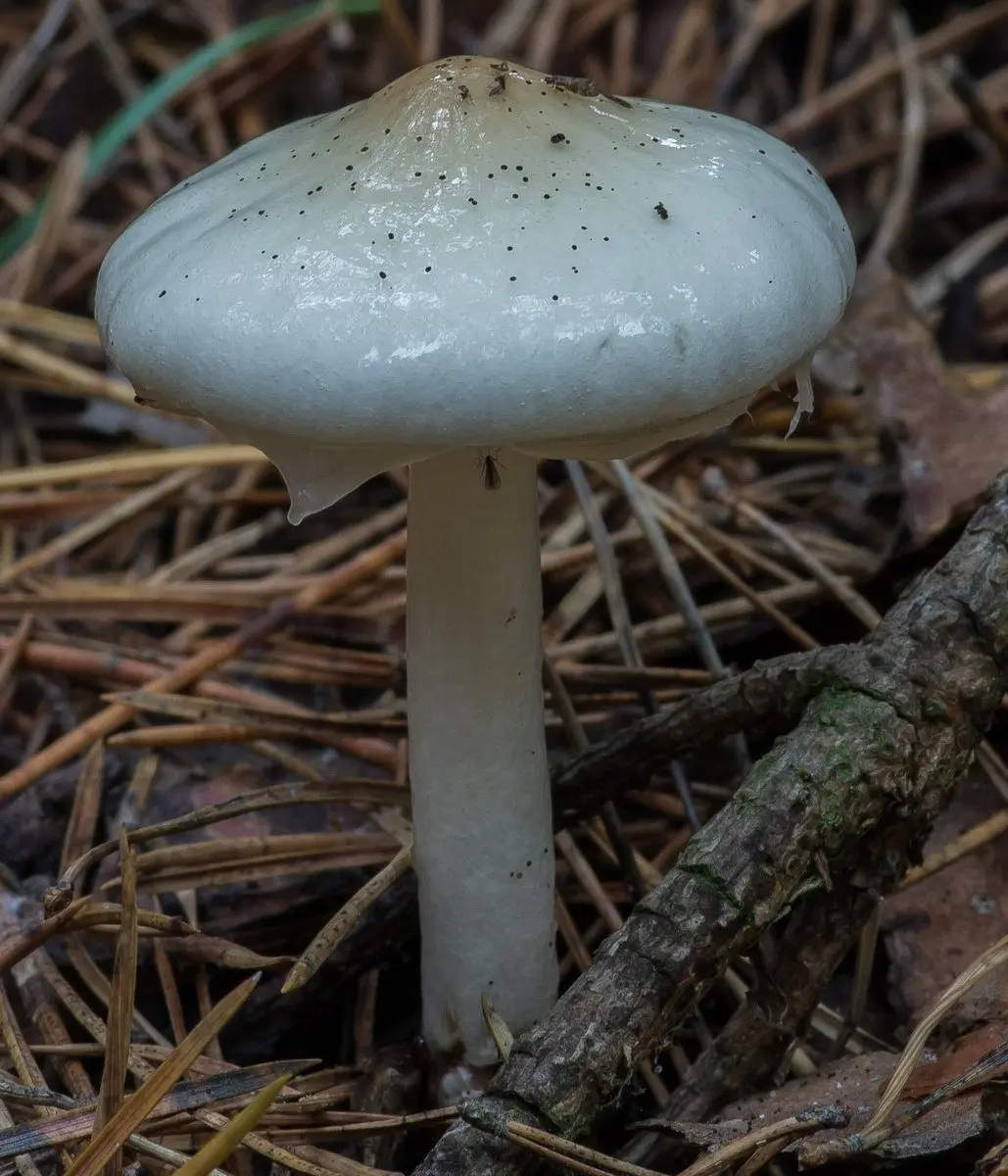 Limacella coated (Limacella illinita) photo and description