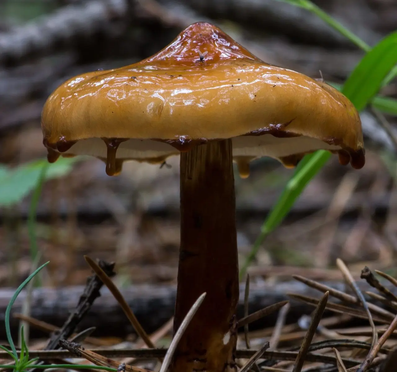 Limacella sticky (Limacella glischra) photo and description