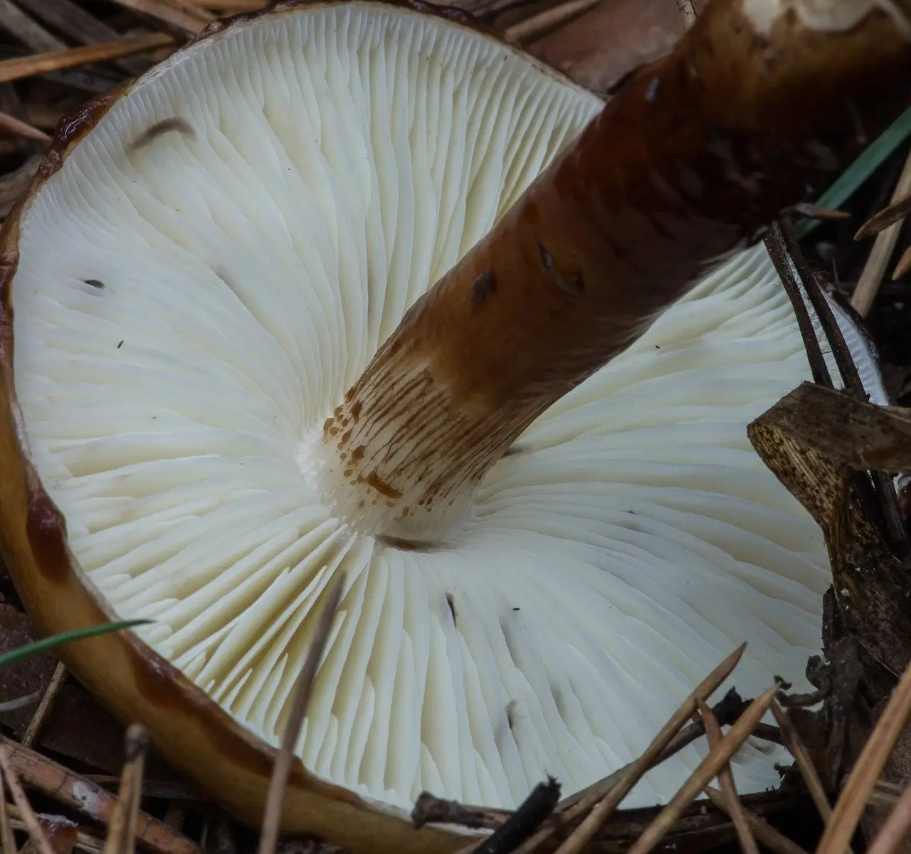 Limacella sticky (Limacella glischra) photo and description
