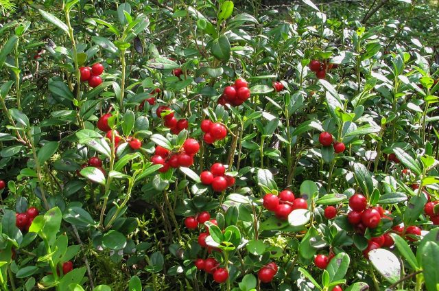 Lingonberries: photo of berries