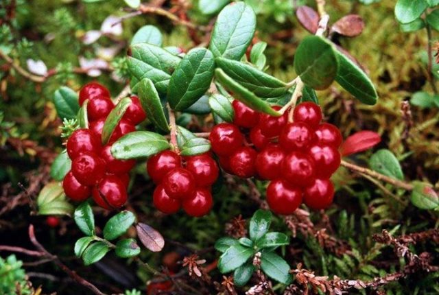 Lingonberries: photo of berries