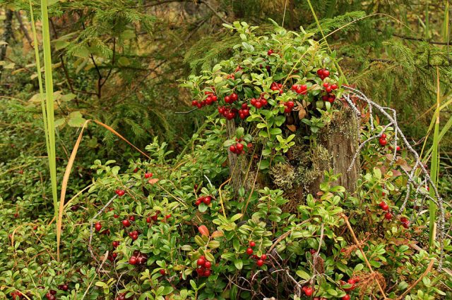 Lingonberries: photo of berries