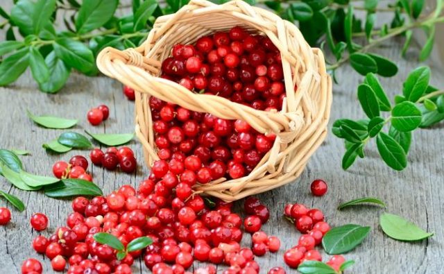 Lingonberries: photo of berries