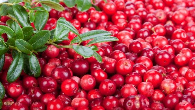 Lingonberries: photo of berries