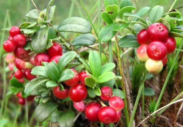 Lingonberries: photo of berries