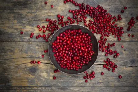 Lingonberries: photo of berries