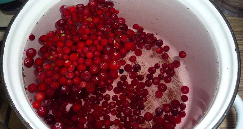 Lingonberry compote: how to cook a lingonberry drink from frozen, fresh berries, with apples, recipes for winter preparations