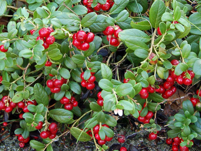 Lingonberry leaf during pregnancy