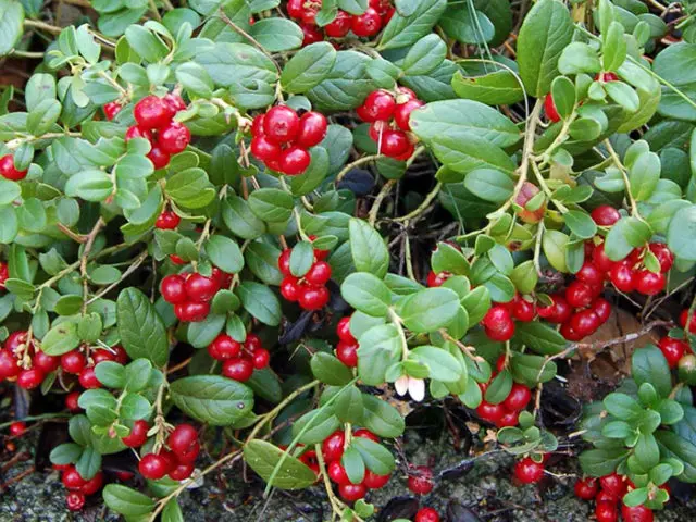 Lingonberry leaf during pregnancy