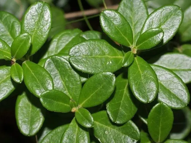 Lingonberry leaf during pregnancy