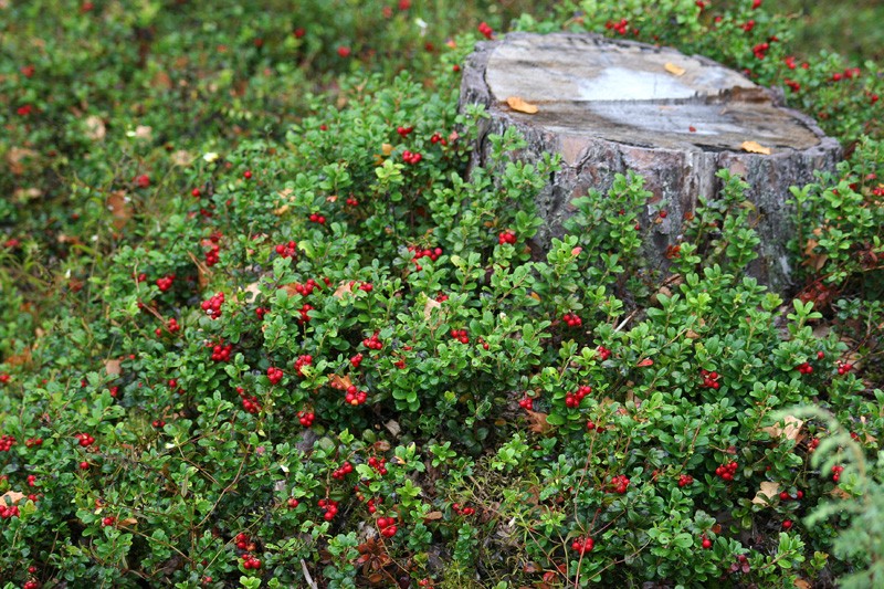 Lingonberry leaves: medicinal properties and contraindications of tea, infusion, decoction and indications for use