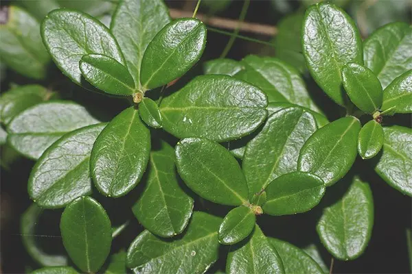 Lingonberry leaves: medicinal properties and contraindications of tea, infusion, decoction and indications for use