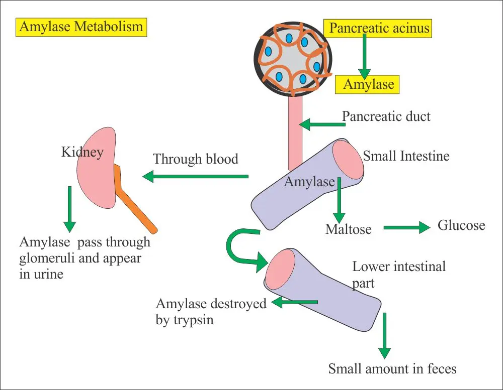 Lipase &#8211; an enzyme produced by the pancreas. When to do a lipase test?