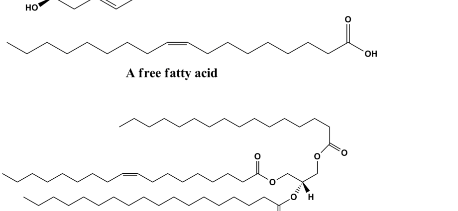 Lipids &#8211; structure, properties, functions. Lipid testing