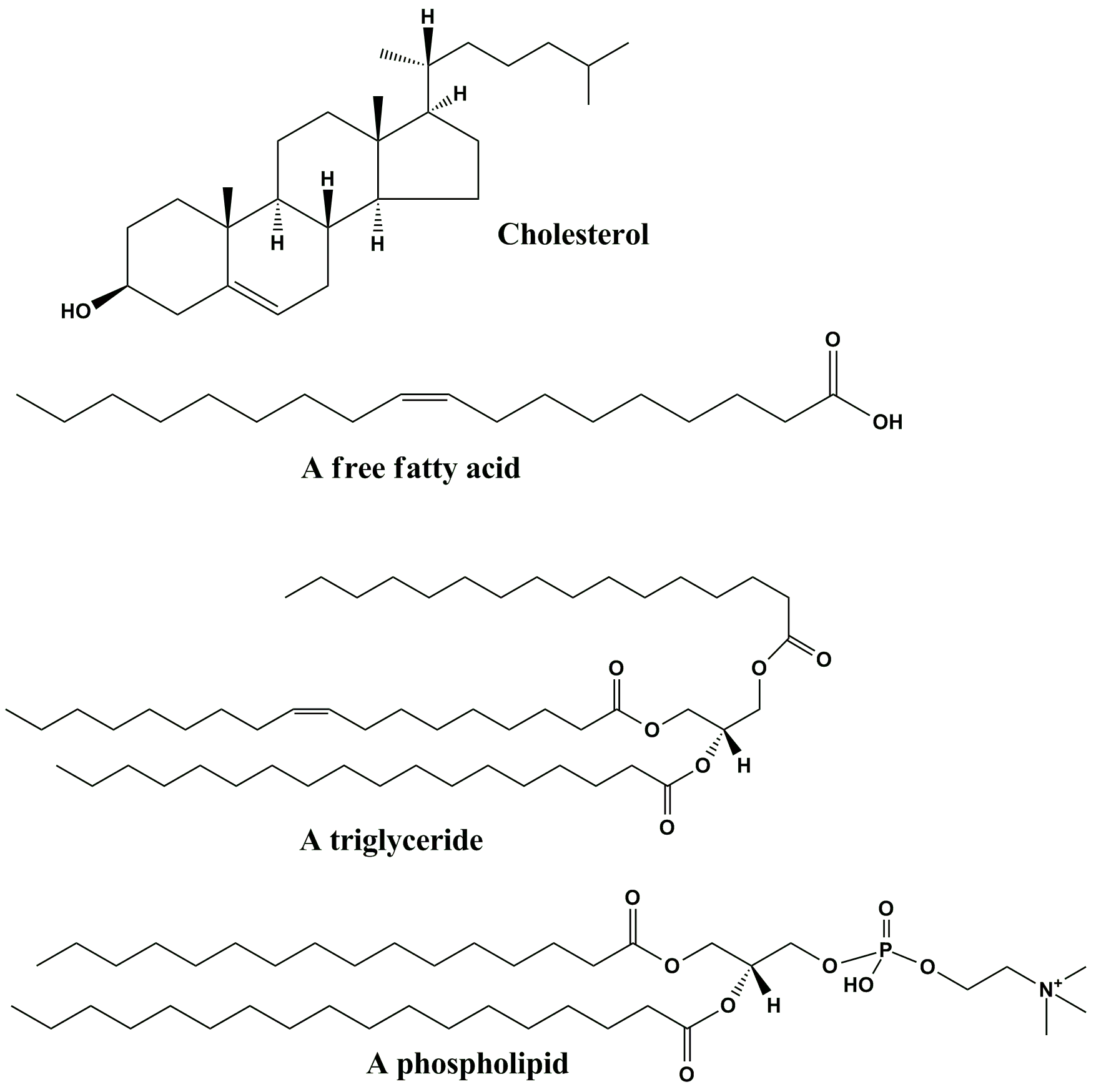 Lipids &#8211; structure, properties, functions. Lipid testing