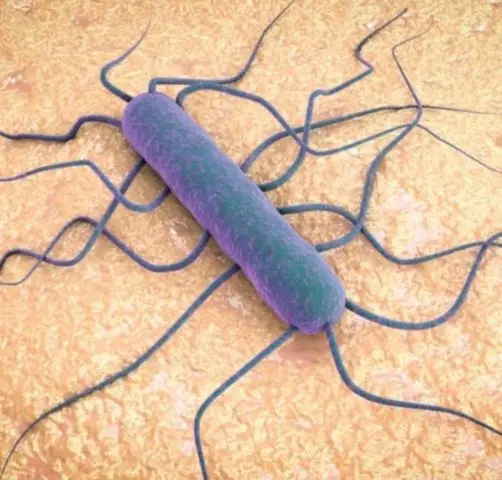 Listeriosis in cattle: symptoms, treatment and prevention