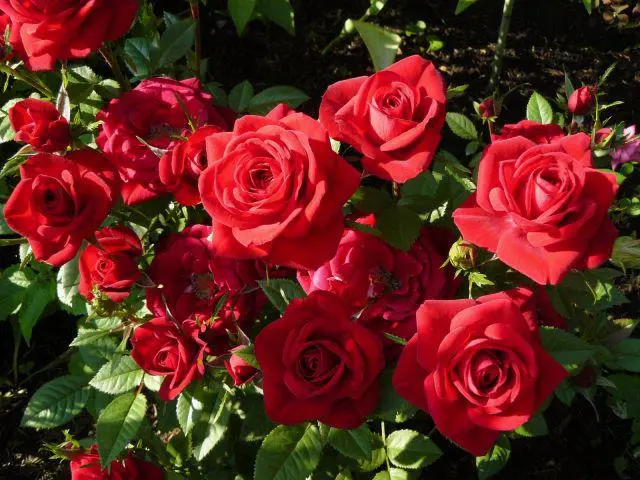 Little roses - miniature charm on the windowsill