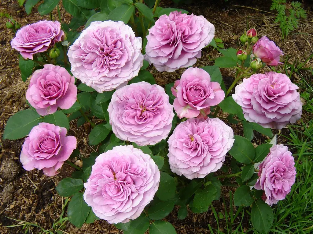 Little roses - miniature charm on the windowsill