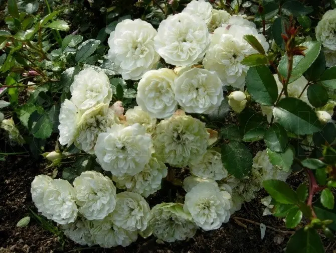 Little roses - miniature charm on the windowsill