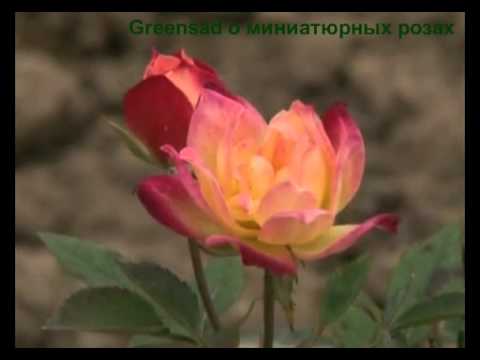 Little roses - miniature charm on the windowsill