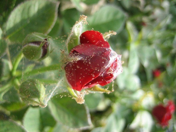 Little roses - miniature charm on the windowsill