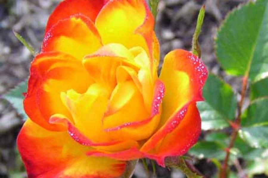 Little roses - miniature charm on the windowsill