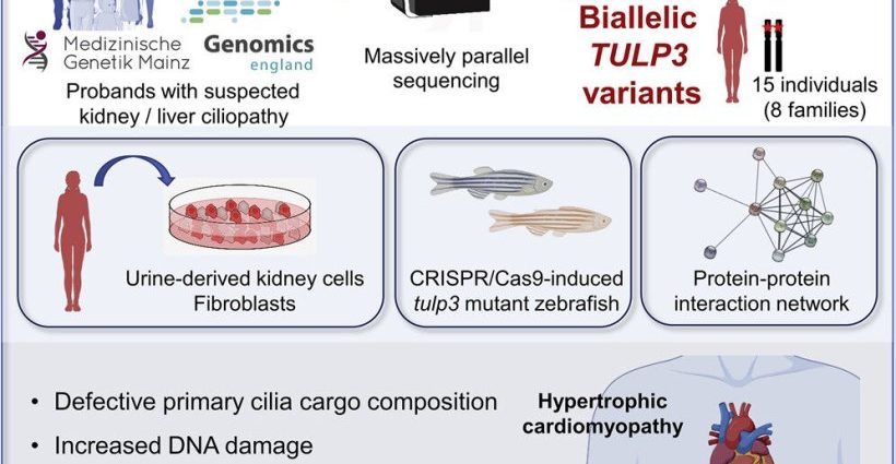 Liver and kidney failure. Researchers discovered a new cause of the disease