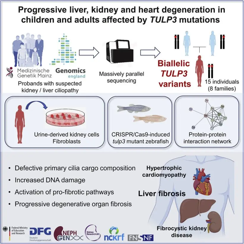 Liver and kidney failure. Researchers discovered a new cause of the disease