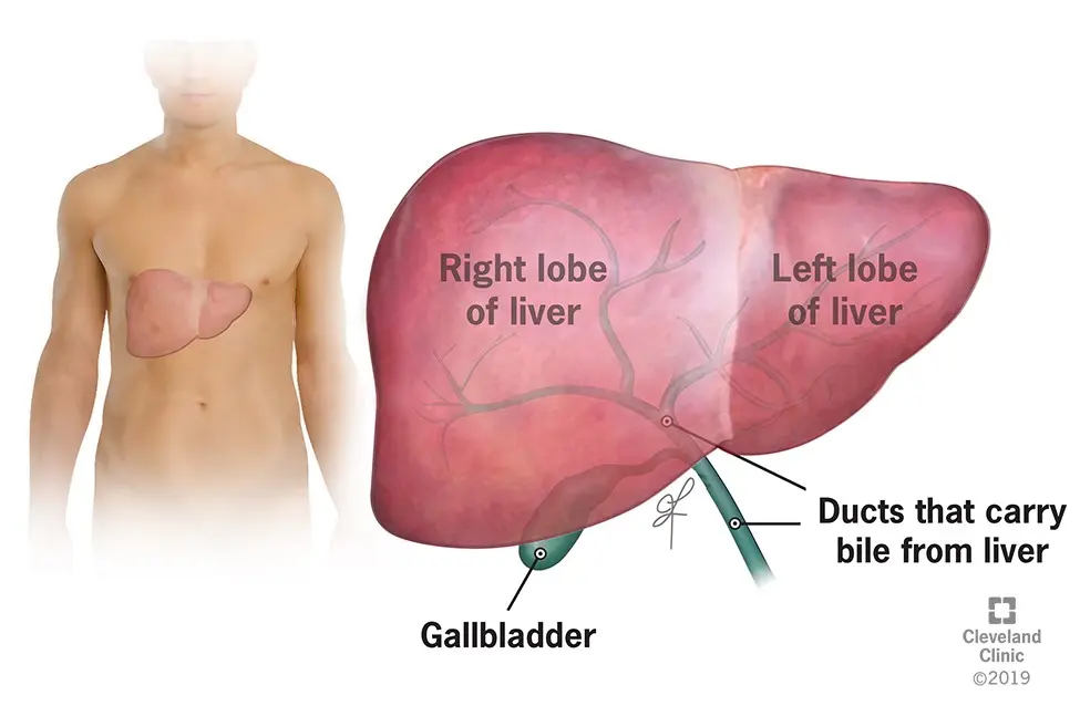 Liver cancer